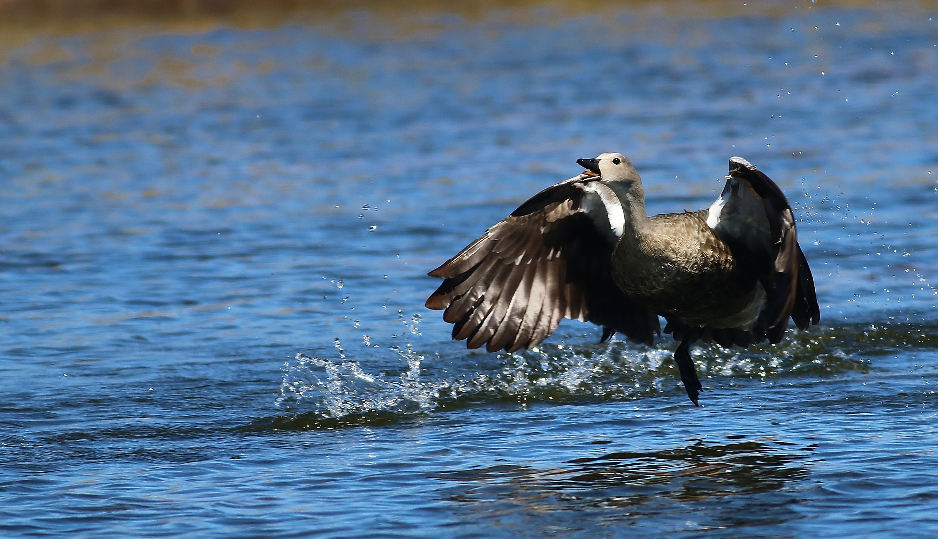 Blue-winged Goose
